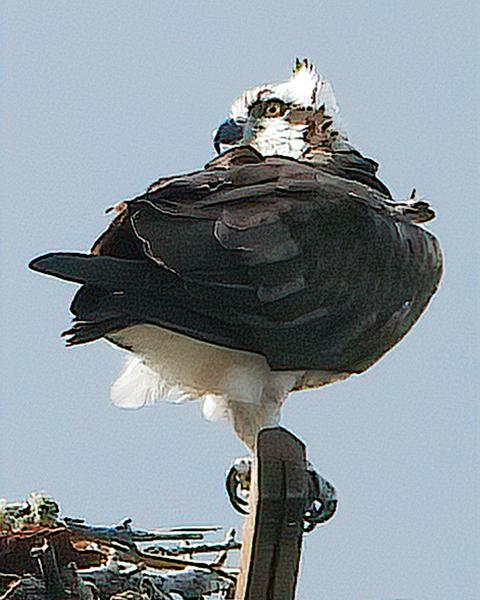 Osprey