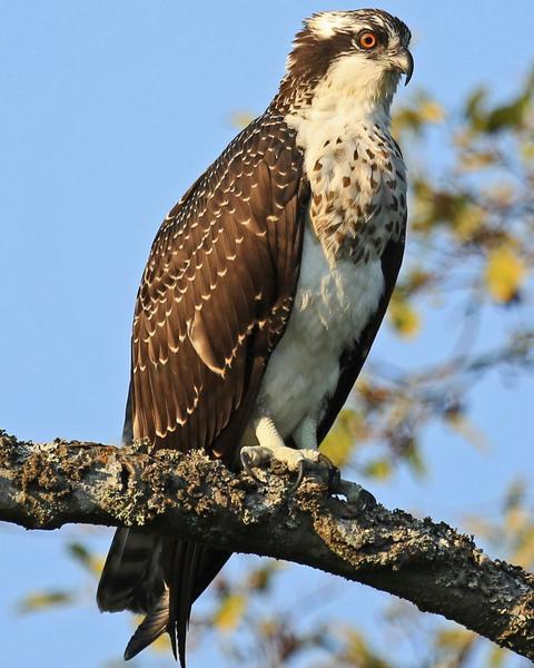 Osprey