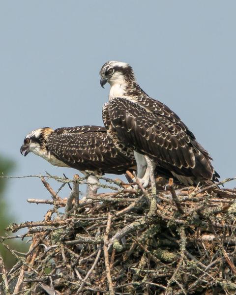 Osprey