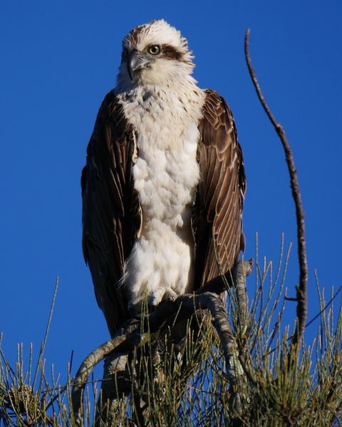 Osprey (Australasian)
