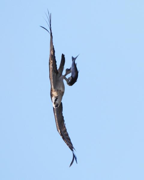 Osprey (Australasian)