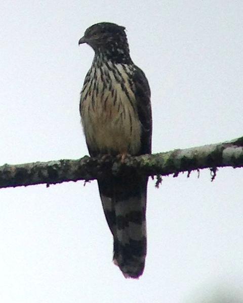 Long-tailed Honey-buzzard