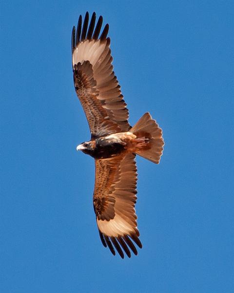 Black-breasted Kite