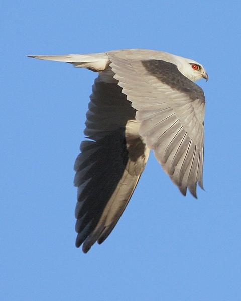 Black-shouldered Kite