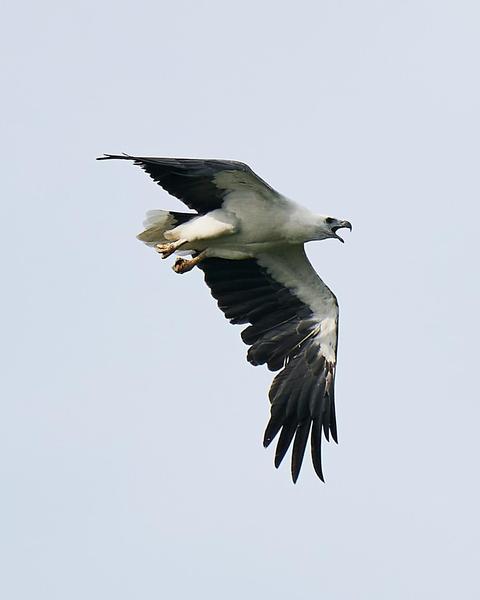 White-bellied Sea-Eagle