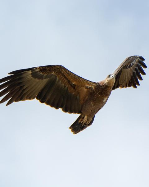 Sanford's Sea-Eagle