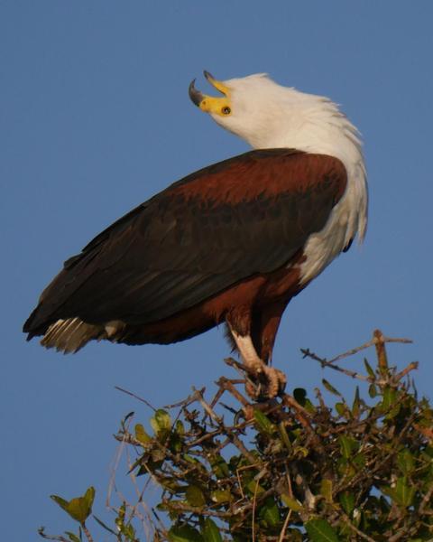 African Fish-Eagle