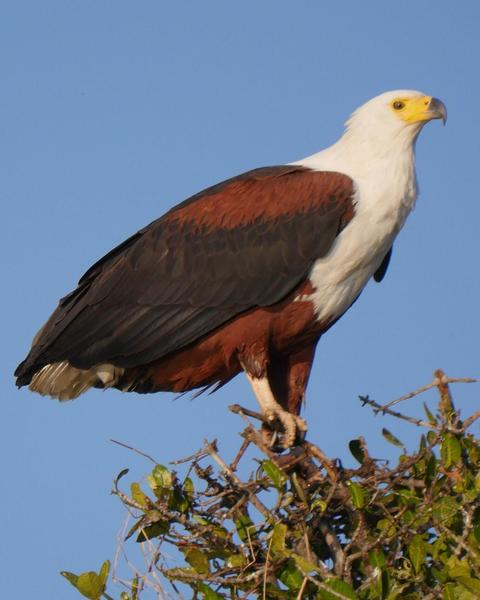African Fish-Eagle