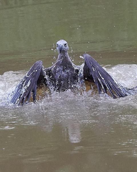 Gray-headed Fish-Eagle