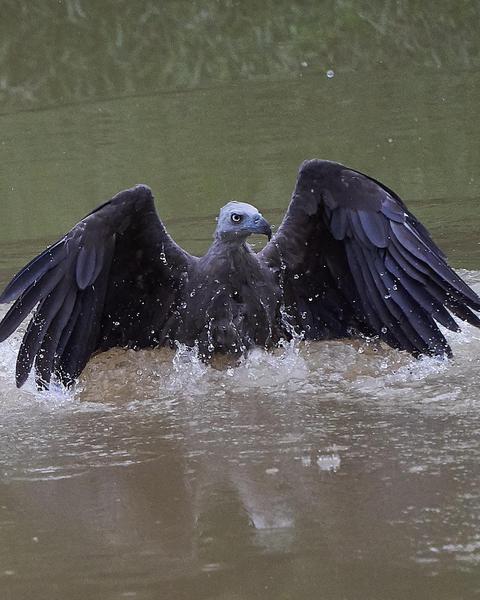 Gray-headed Fish-Eagle