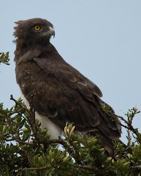 Black-chested Snake-Eagle