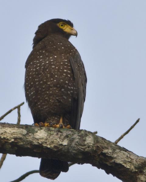 Andaman Serpent-Eagle