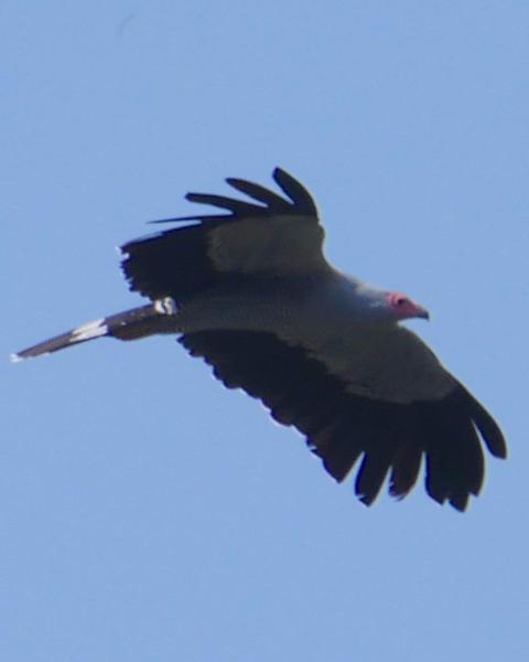 Madagascar Harrier-Hawk