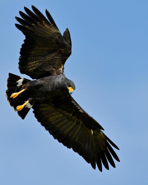 Common Black Hawk (Common)