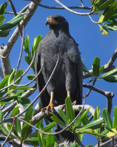 Common Black Hawk (Mangrove)