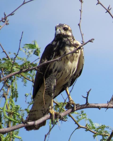 Common Black Hawk (Mangrove)