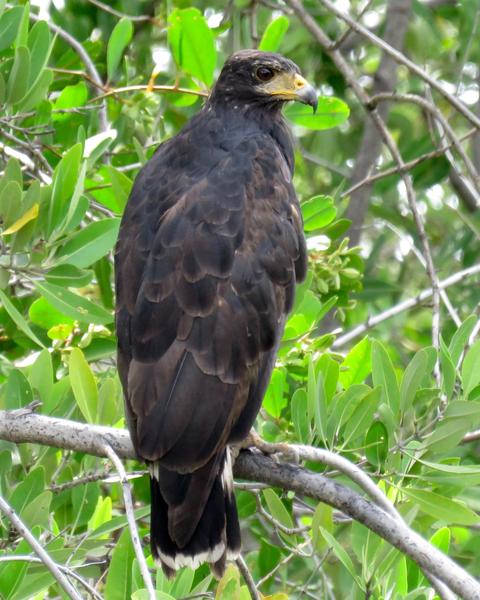 Common Black Hawk (Mangrove)