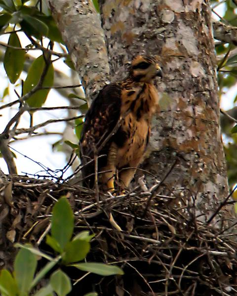 Common Black Hawk (Mangrove)