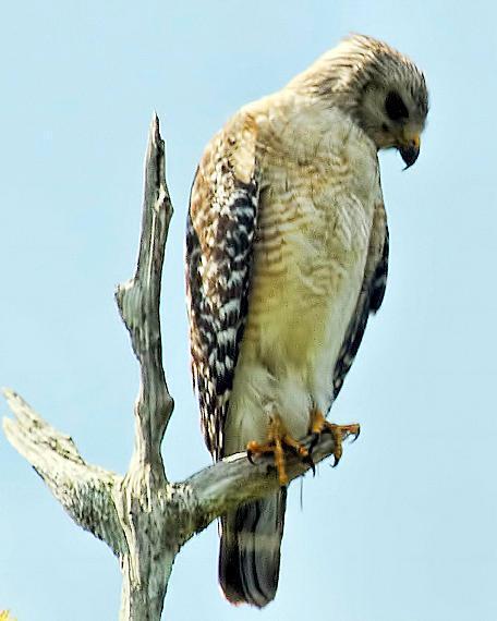 Red-shouldered Hawk (extimus)