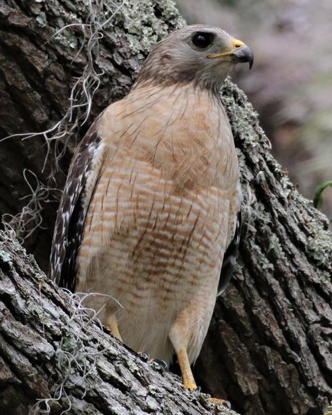 Red-shouldered Hawk (extimus)
