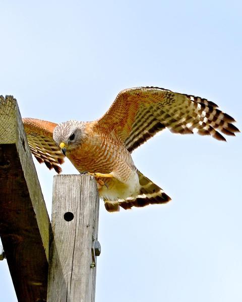 Red-shouldered Hawk (Gulf Coast/Texas)