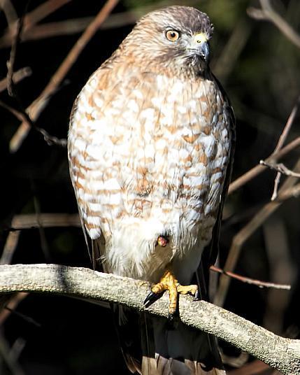 Broad-winged Hawk (Northern)