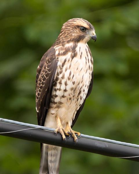 Broad-winged Hawk (Northern)