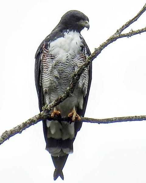 White-tailed Hawk