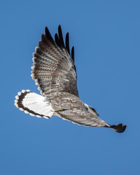Variable Hawk