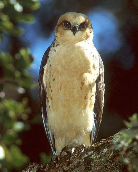 Hawaiian Hawk