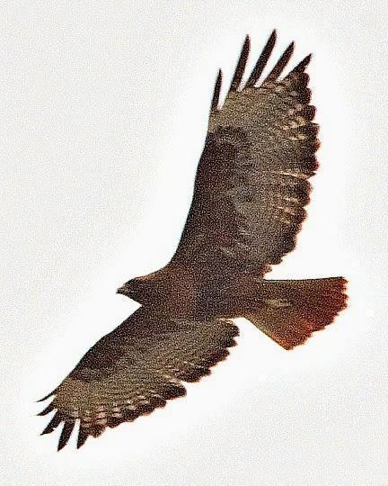 Red-tailed Hawk (calurus/alascensis)