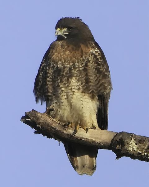 Red-tailed Hawk (calurus/alascensis)
