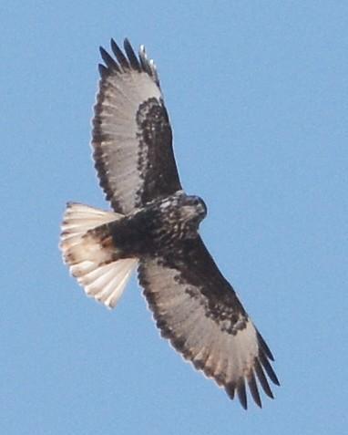 Red-tailed Hawk (Harlan's)