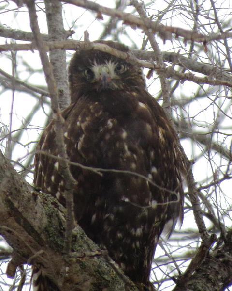 Red-tailed Hawk (Harlan's)