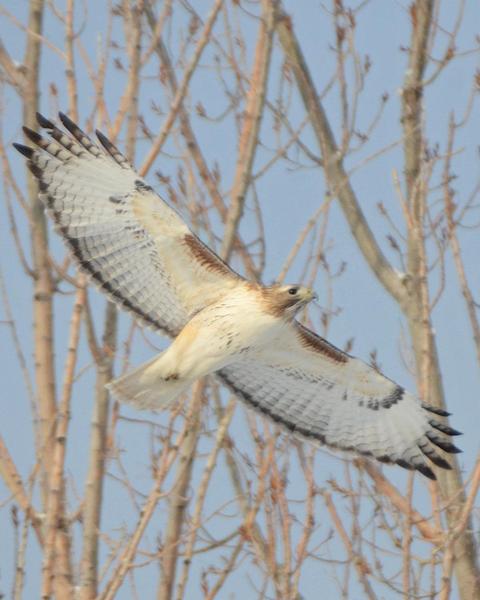 Red-tailed Hawk (Krider's)