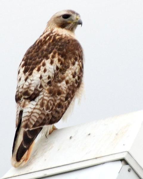 Red-tailed Hawk (Krider's)