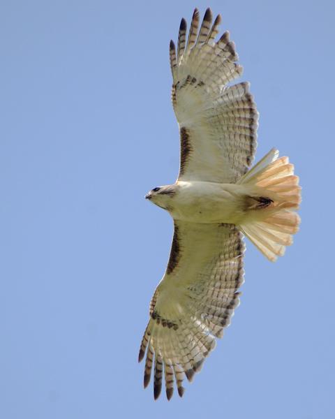 Red-tailed Hawk (Krider's)