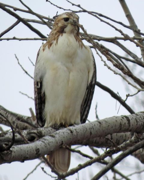 Red-tailed Hawk (Krider's)
