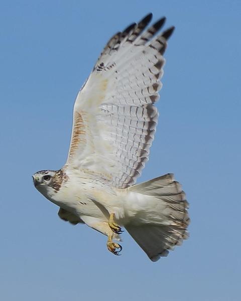 Red-tailed Hawk (Krider's)