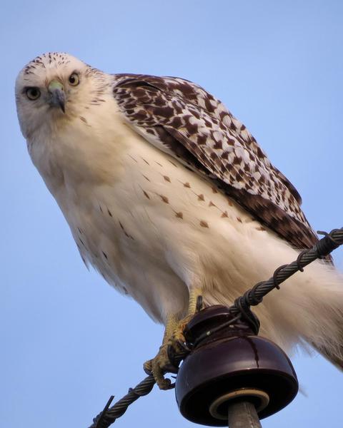 Red-tailed Hawk (Krider's)
