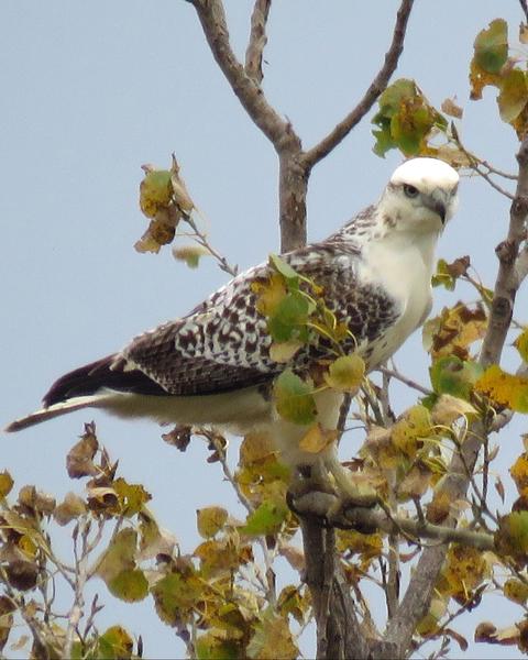 Red-tailed Hawk (Krider's)