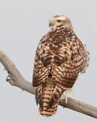Red-tailed Hawk (Krider's)