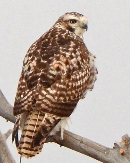 Red-tailed Hawk (Krider's)