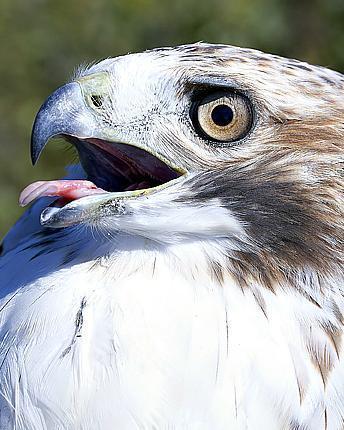 Red-tailed Hawk (Krider's)