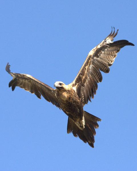 Wedge-tailed Eagle