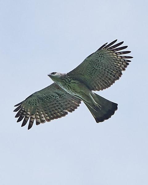 Changeable Hawk-Eagle (Changeable)