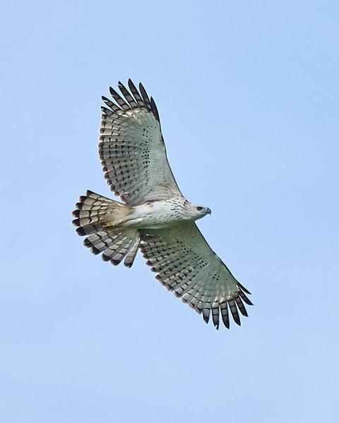 Changeable Hawk-Eagle (Changeable)