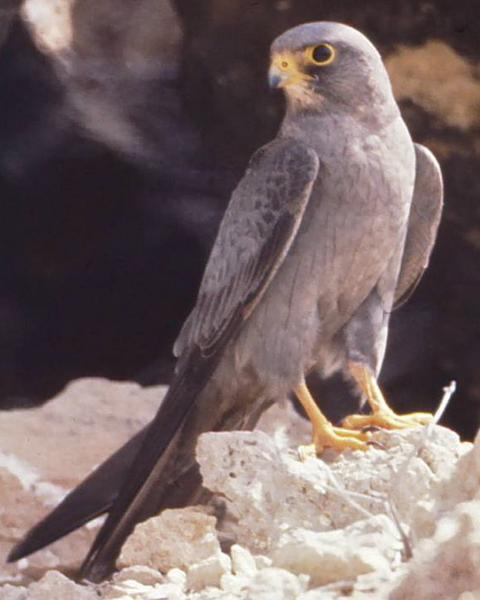 Sooty Falcon