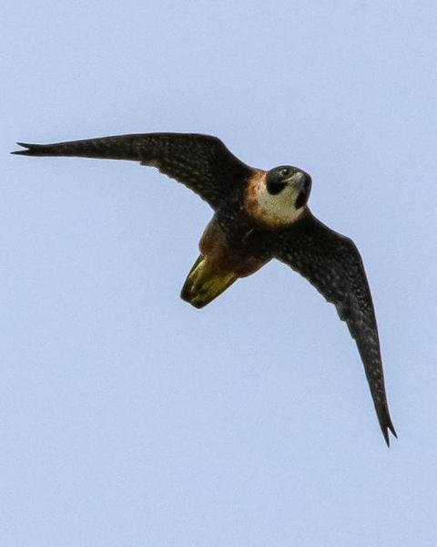 Orange-breasted Falcon