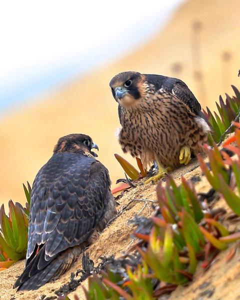 Peregrine Falcon (North American)